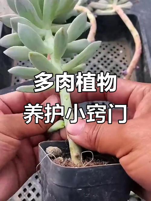 多肉发侧芽该多浇水还是控水?-第1张图片-吾爱花网 多肉发侧芽该多浇水还是控水?-第1张图片-吾爱花网