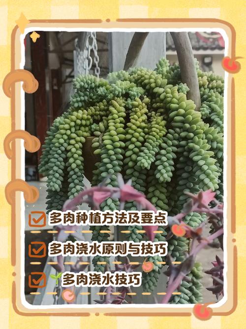 广东秋季多肉浇水怎么把控?-第2张图片-吾爱花网 广东秋季多肉浇水怎么把控?-第2张图片-吾爱花网