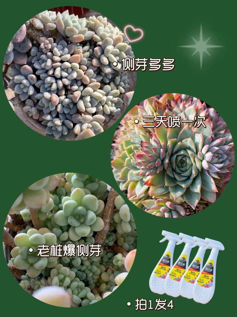 多肉爆侧芽浇水怎么掌握?-第1张图片-吾爱花网 多肉爆侧芽浇水怎么掌握?-第1张图片-吾爱花网