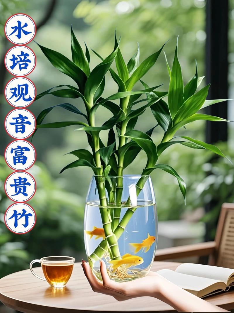 富贵竹水培多久浇一次水?-第2张图片-吾爱花网 富贵竹水培多久浇一次水?-第2张图片-吾爱花网