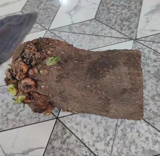 幸福树水培根部发霉怎么办？-第3张图片-吾爱花网