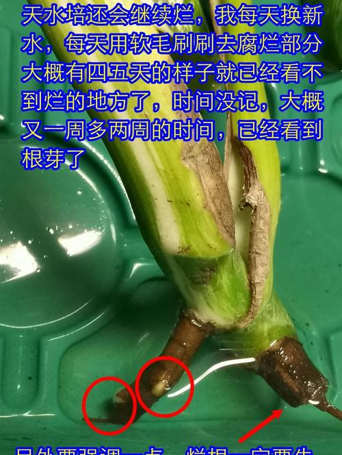 幸福树水培根部发霉怎么办？-第2张图片-吾爱花网