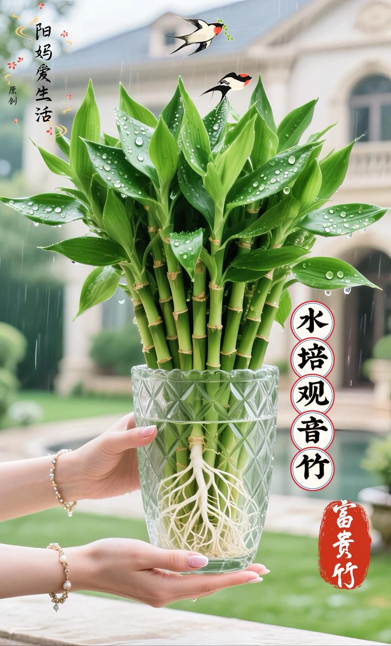 水培观音竹水位加多少水合适?-第3张图片-吾爱花网 水培观音竹水位加多少水合适?-第3张图片-吾爱花网