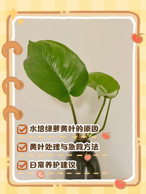 夏天水培绿萝发黄怎么办-第1张图片-吾爱花网 夏天水培绿萝发黄怎么办-第1张图片-吾爱花网