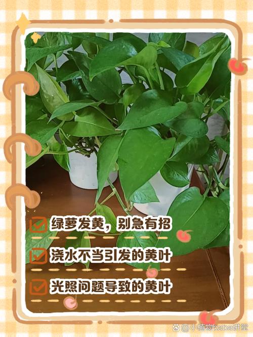 夏天水培绿萝发黄怎么办-第2张图片-吾爱花网 夏天水培绿萝发黄怎么办-第2张图片-吾爱花网