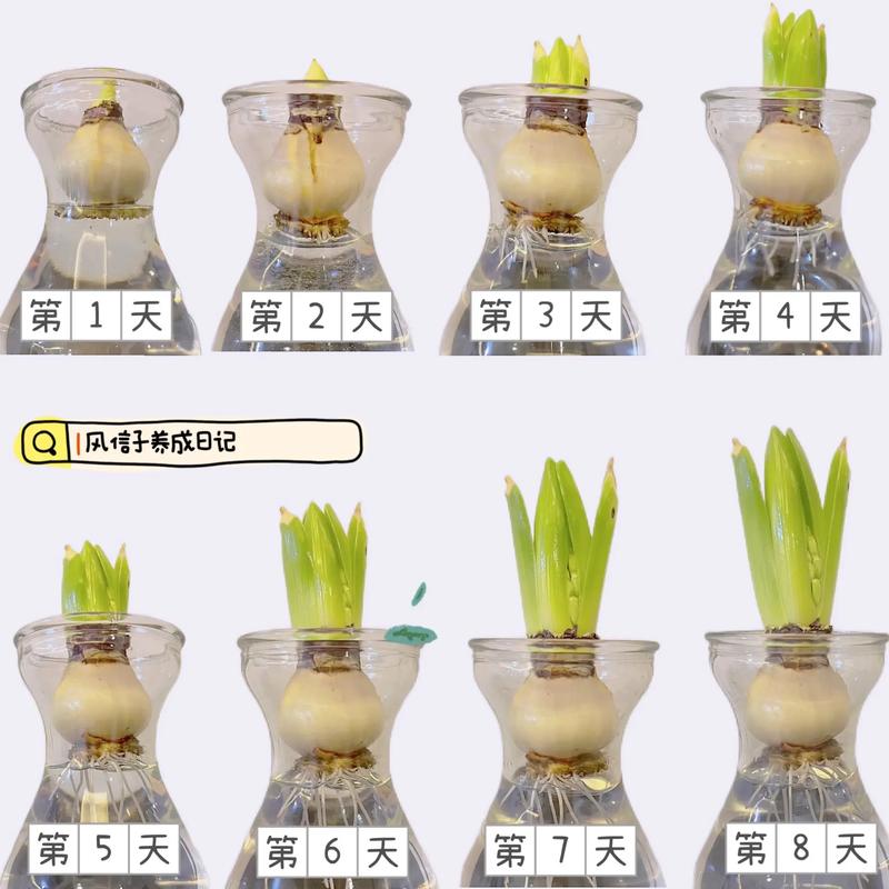 风信子水培转土培怎么活?-第1张图片-吾爱花网 风信子水培转土培怎么活?-第1张图片-吾爱花网