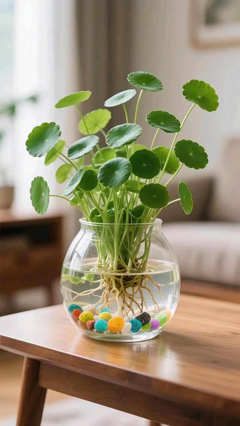 办公室无阳光，水培铜钱草能活吗？-第3张图片-吾爱花网