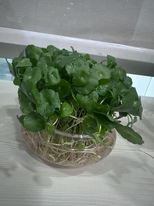 办公室无阳光,水培铜钱草能活吗?-第2张图片-吾爱花网 办公室无阳光,水培铜钱草能活吗?-第2张图片-吾爱花网