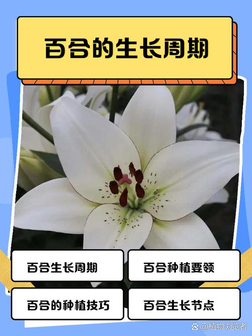 百合花水培多久能生根?-第2张图片-吾爱花网 百合花水培多久能生根?-第2张图片-吾爱花网