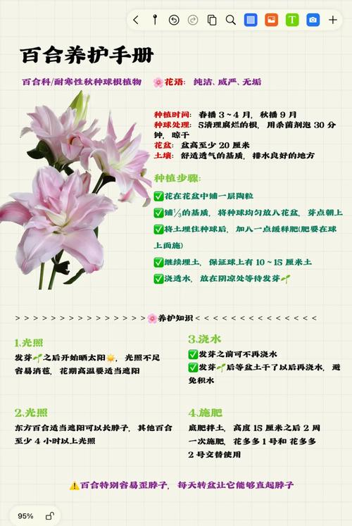 百合花水培多久能生根?-第3张图片-吾爱花网 百合花水培多久能生根?-第3张图片-吾爱花网
