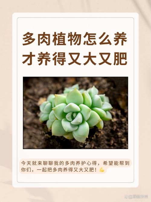 多肉徒长怎么办？教你快速拯救！-第3张图片-吾爱花网