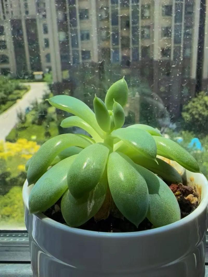 多肉徒长怎么办？教你快速拯救！-第2张图片-吾爱花网