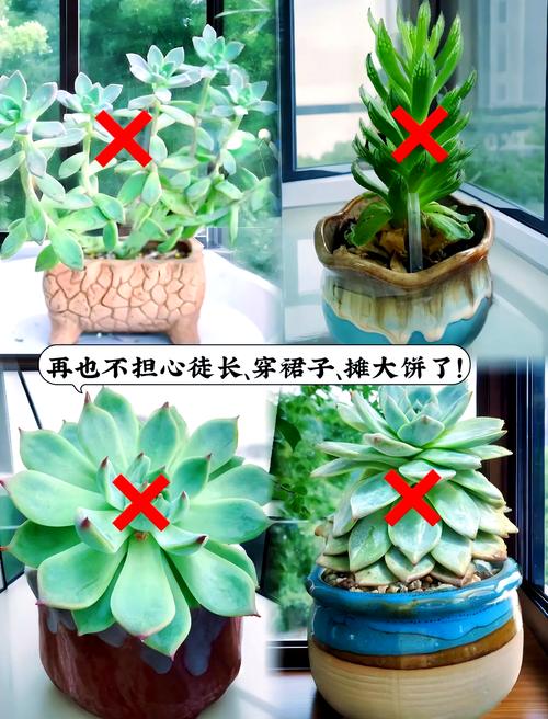 多肉徒长怎么办？教你快速拯救！-第1张图片-吾爱花网
