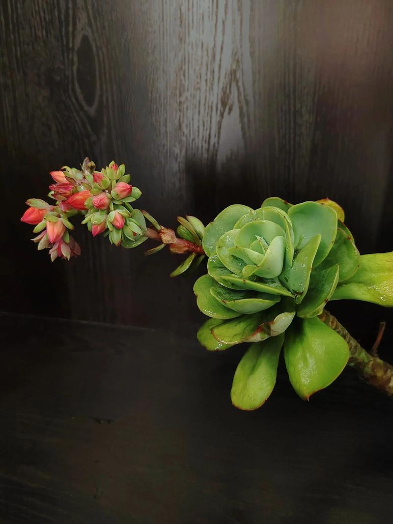 多肉养多久能分生出小多肉？-第2张图片-吾爱花网