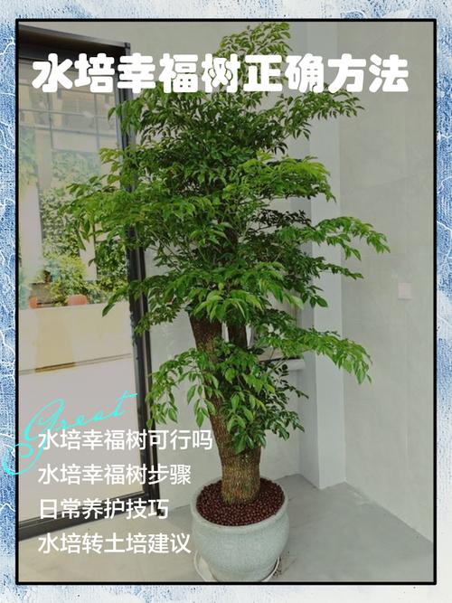 水培幸福树长啥样?有图吗?-第3张图片-吾爱花网 水培幸福树长啥样?有图吗?-第3张图片-吾爱花网