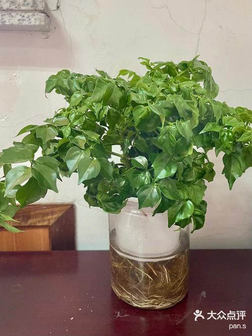 水培幸福树长啥样?有图吗?-第1张图片-吾爱花网 水培幸福树长啥样?有图吗?-第1张图片-吾爱花网