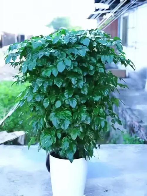 水培幸福树长啥样?有图吗?-第2张图片-吾爱花网 水培幸福树长啥样?有图吗?-第2张图片-吾爱花网