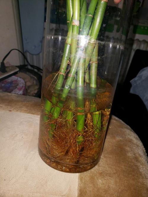 富贵竹秆干枯了还能救活吗?-第3张图片-吾爱花网 富贵竹秆干枯了还能救活吗?-第3张图片-吾爱花网