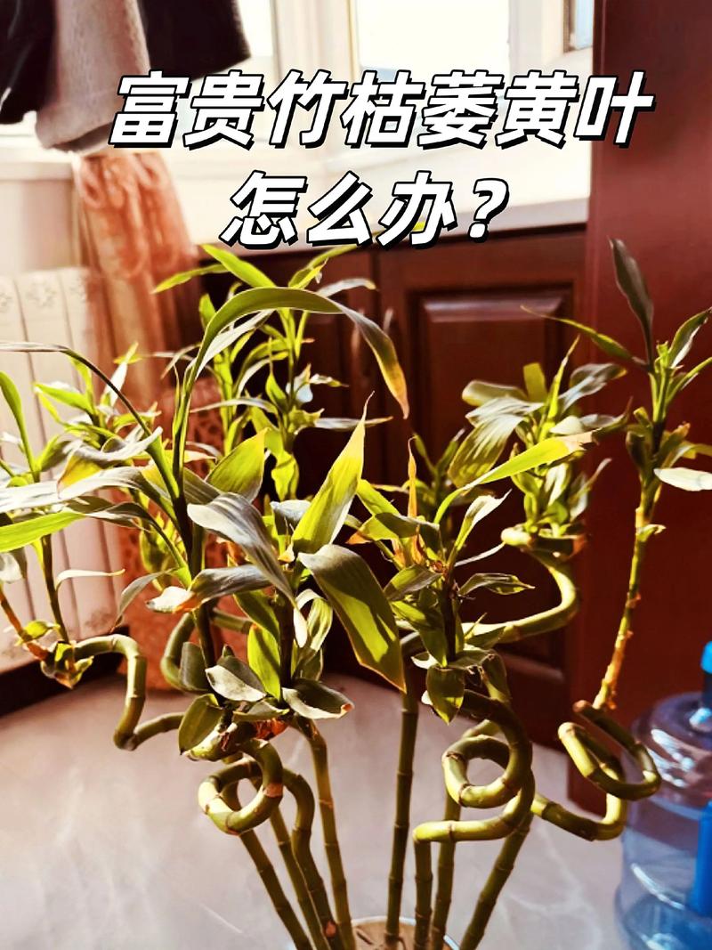 富贵竹秆干枯了还能救活吗？-第2张图片-吾爱花网