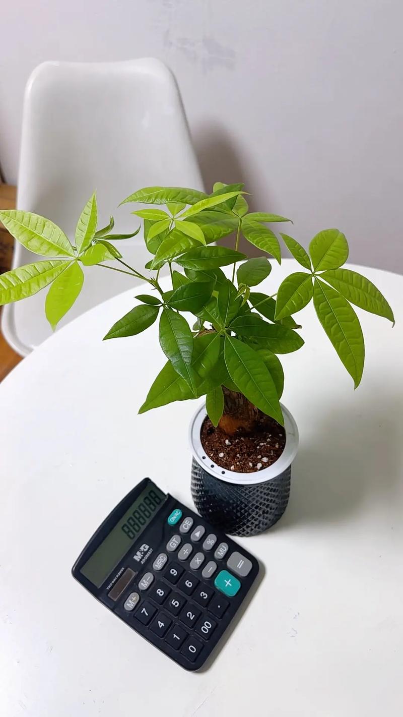 水培发财树快死了怎么救?-第3张图片-吾爱花网 水培发财树快死了怎么救?-第3张图片-吾爱花网