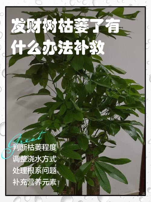 水培发财树快死了怎么救?-第1张图片-吾爱花网 水培发财树快死了怎么救?-第1张图片-吾爱花网