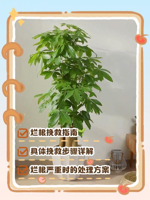 水培发财树快死了怎么救?-第2张图片-吾爱花网 水培发财树快死了怎么救?-第2张图片-吾爱花网