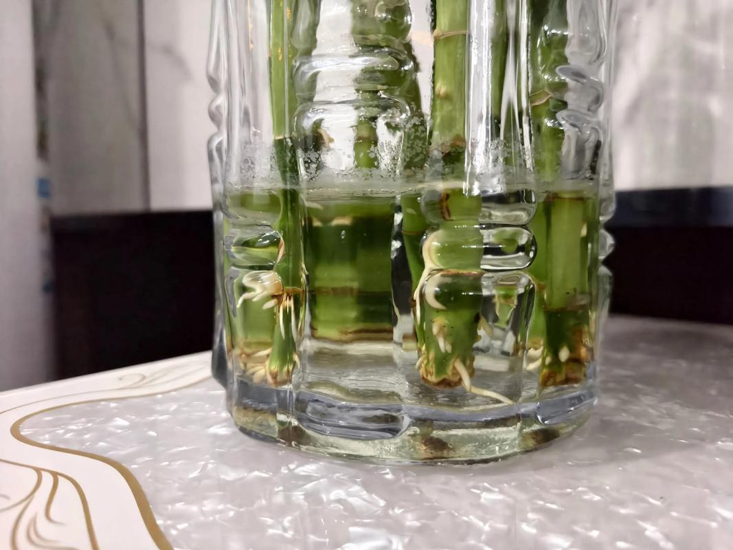 富贵竹水培如何防黑根？-第2张图片-吾爱花网