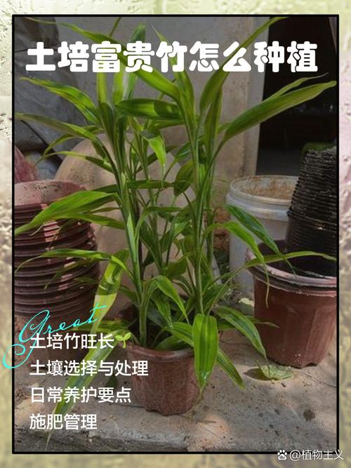 富贵竹水培如何防黑根?-第1张图片-吾爱花网 富贵竹水培如何防黑根?-第1张图片-吾爱花网