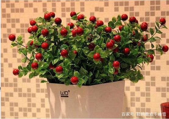 红豆豆木本盆栽有哪些品种？-第2张图片-吾爱花网