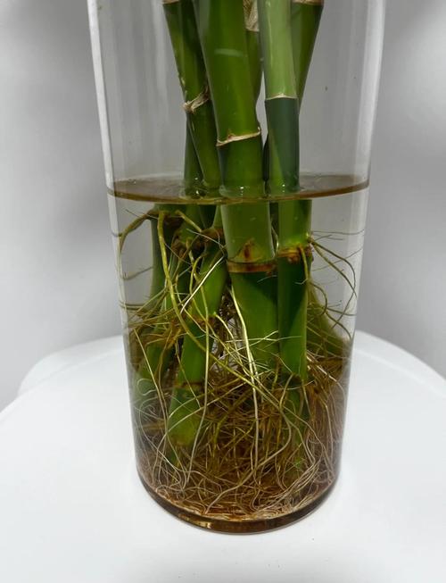富贵竹水培能直接扦插吗?-第1张图片-吾爱花网 富贵竹水培能直接扦插吗?-第1张图片-吾爱花网