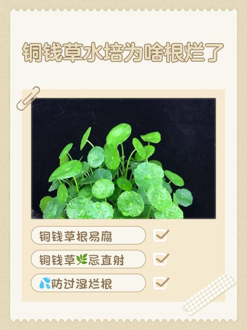 水培植物为何要一半根泡水里?-第3张图片-吾爱花网 水培植物为何要一半根泡水里?-第3张图片-吾爱花网