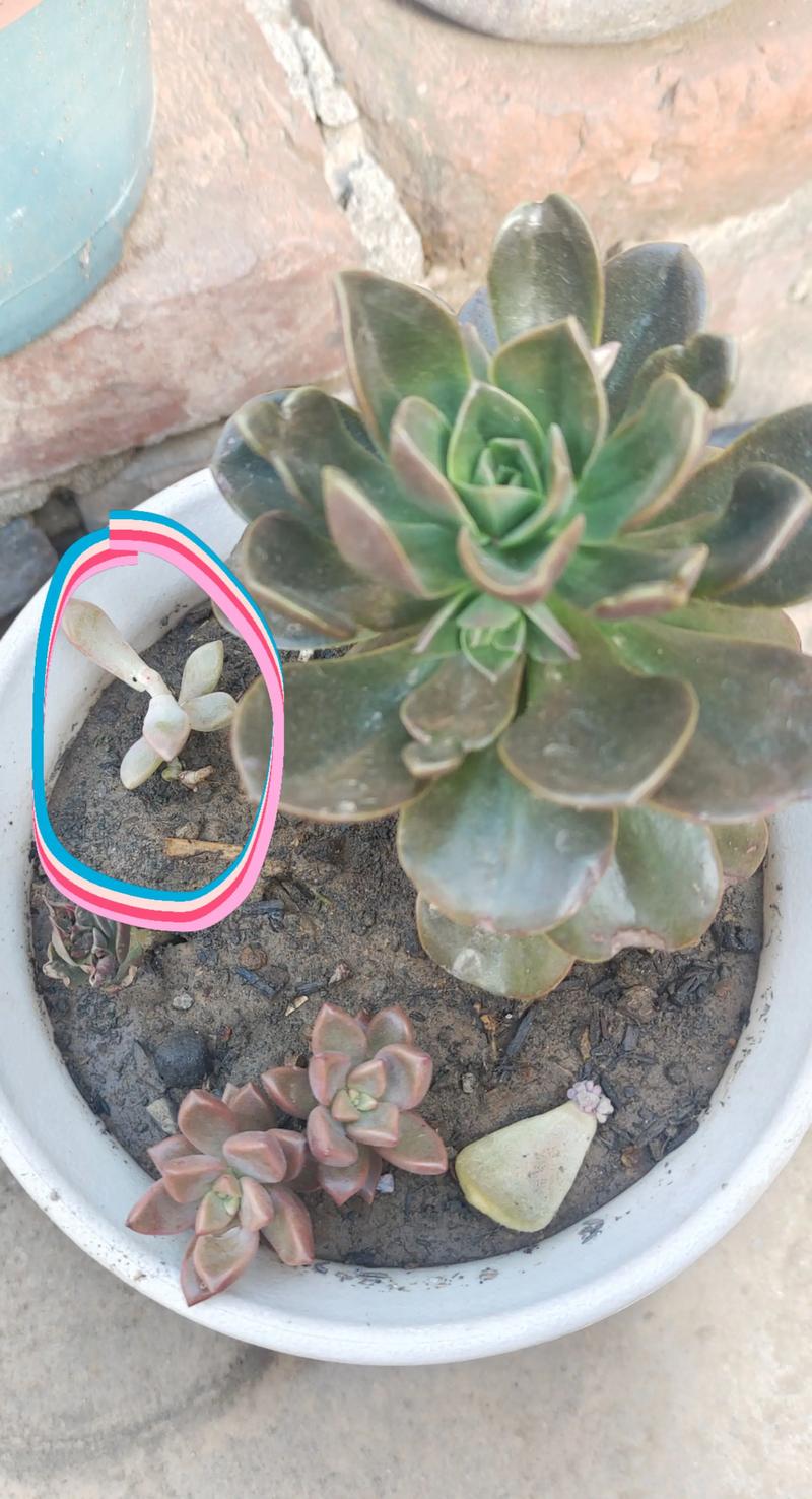 喷药治虫反致多肉死亡,为何?-第1张图片-吾爱花网 喷药治虫反致多肉死亡,为何?-第1张图片-吾爱花网