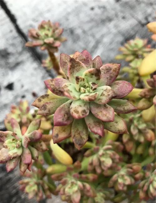 喷药治虫反致多肉死亡，为何？-第2张图片-吾爱花网