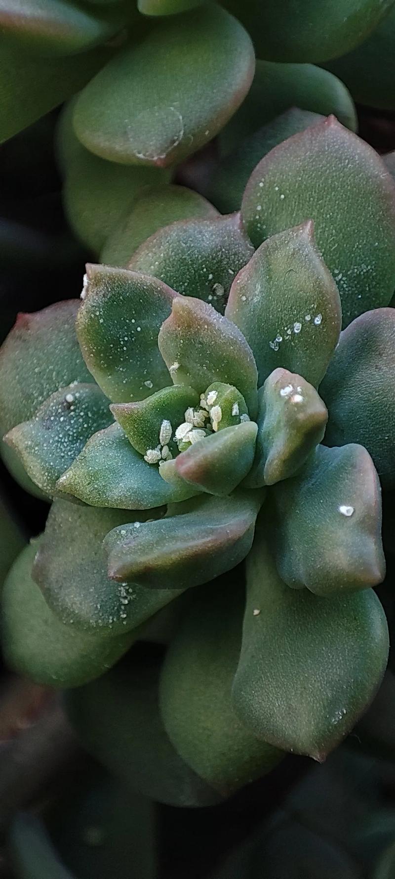 喷药治虫反致多肉死亡，为何？-第3张图片-吾爱花网