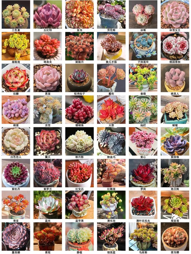 多肉品种千千万，如何快速识别与挑选？-第2张图片-吾爱花网