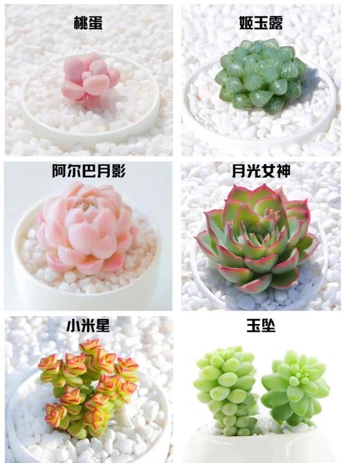 多肉品种千千万，如何快速识别与挑选？-第3张图片-吾爱花网
