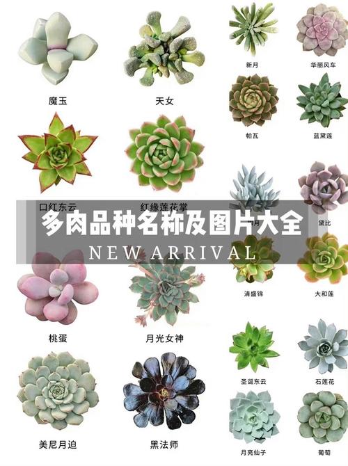多肉品种千千万,如何快速识别与挑选?-第1张图片-吾爱花网 多肉品种千千万,如何快速识别与挑选?-第1张图片-吾爱花网