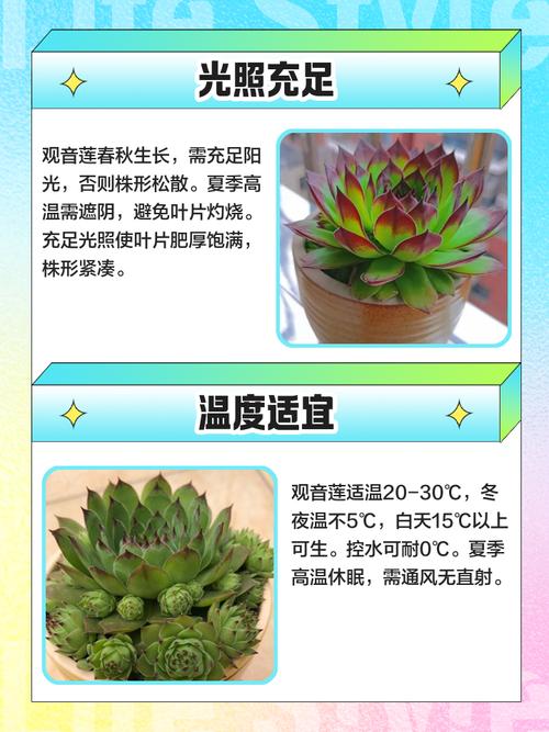 观音莲繁殖方法有哪些？-第3张图片-吾爱花网