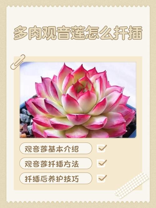 观音莲繁殖方法有哪些？-第2张图片-吾爱花网