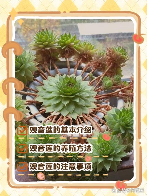 观音莲繁殖方法有哪些?-第1张图片-吾爱花网 观音莲繁殖方法有哪些?-第1张图片-吾爱花网