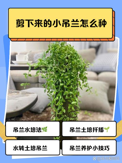 刚剪下来的吊兰怎么水培-第1张图片-吾爱花网