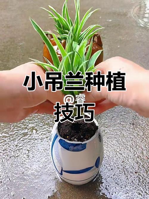 刚剪下来的吊兰怎么水培-第2张图片-吾爱花网