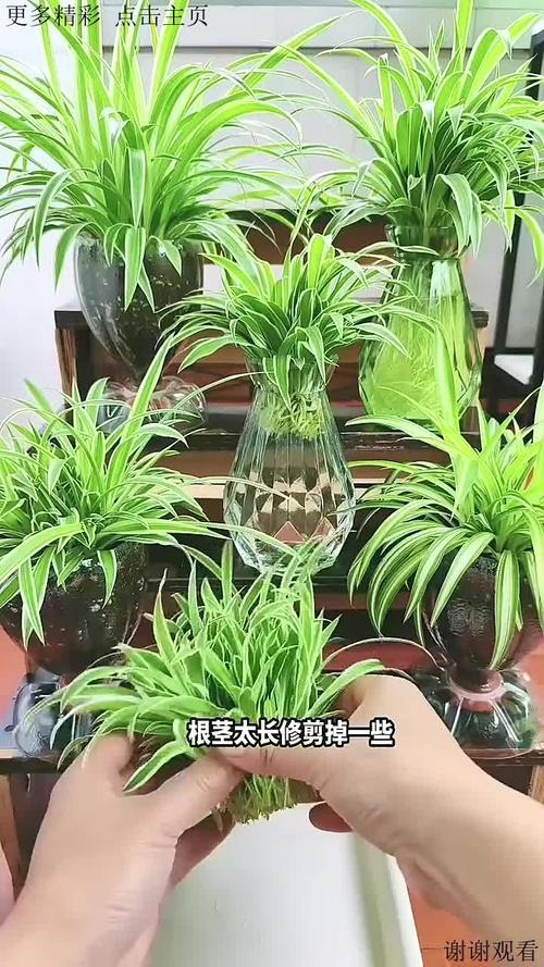 刚剪下来的吊兰怎么水培-第3张图片-吾爱花网