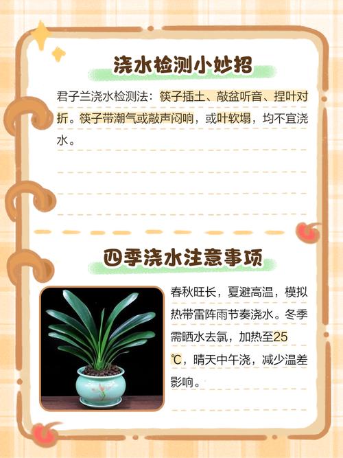 水培君子兰叶子该不该喷水？-第2张图片-吾爱花网