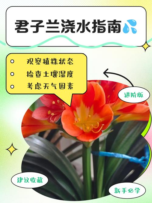 水培君子兰叶子该不该喷水？-第3张图片-吾爱花网