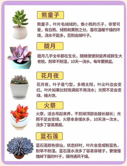 多肉植物怎么养？图片大全教你轻松入门！-第2张图片-吾爱花网