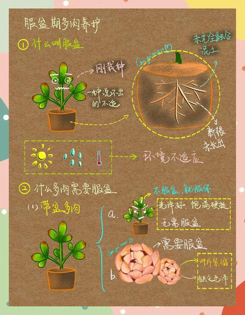 多肉植物怎么养?图片大全教你轻松入门!-第3张图片-吾爱花网 多肉植物怎么养?图片大全教你轻松入门!-第3张图片-吾爱花网