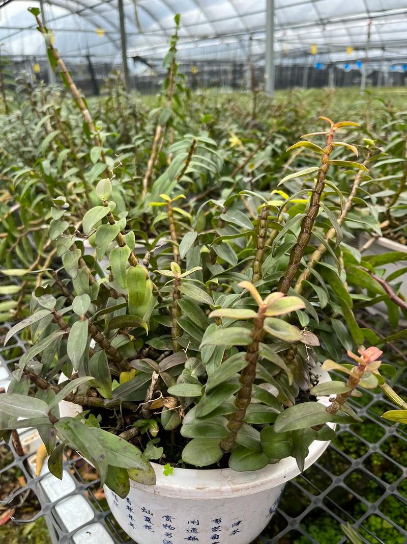 铁皮石斛盆栽如何养才能长得旺?-第1张图片-吾爱花网 铁皮石斛盆栽如何养才能长得旺?-第1张图片-吾爱花网