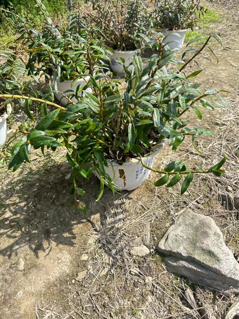 铁皮石斛盆栽如何养才能长得旺?-第2张图片-吾爱花网 铁皮石斛盆栽如何养才能长得旺?-第2张图片-吾爱花网