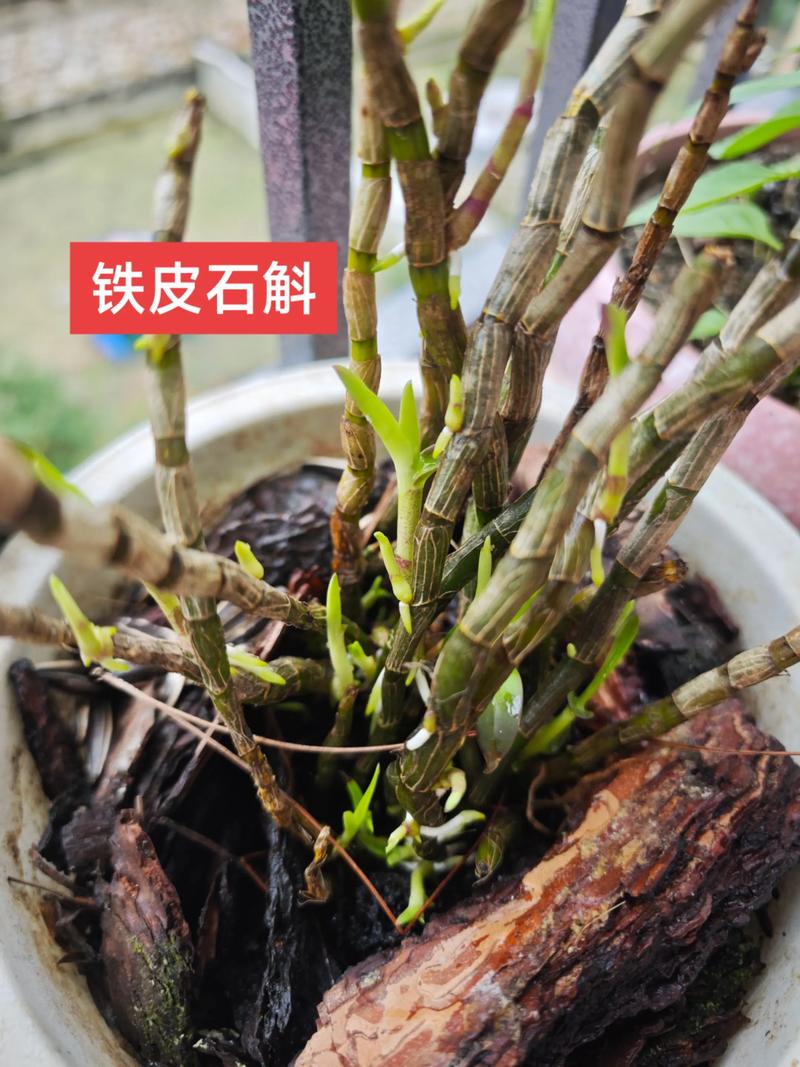 铁皮石斛盆栽如何养才能长得旺?-第3张图片-吾爱花网 铁皮石斛盆栽如何养才能长得旺?-第3张图片-吾爱花网